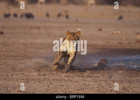 Lion female running at full pace directly towards the camera in pursuit of a kudu