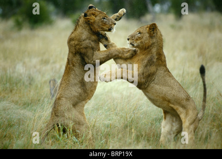 Two young male lions fight each standing other on their hind legs, hitting with the front paws Stock Photo