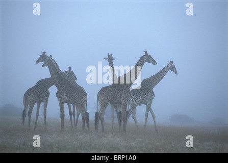 A herd of giraffe stand close together on an open plain in the early morning mist Stock Photo