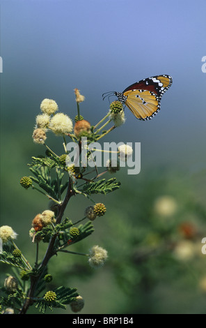 Monarch butterfly supping nectar from an Acacia blossom Stock Photo