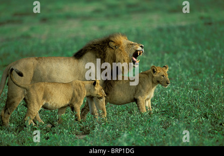 Black-maned male lion snarling at small cubs in an open grassland