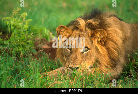 Male lion lying in green grass.