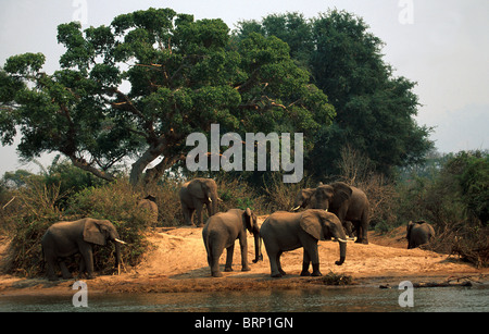 Elephant herd on the bank of Zambezi River