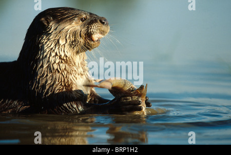 Cape Clawless Otter eating a fish. Stock Photo