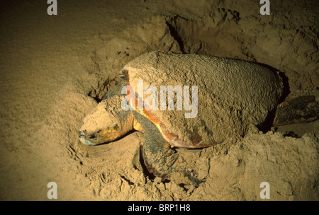 Loggerhead turtle nesting on beach. (St Lucia  is part of the iSimangaliso Wetland Park, a World Heritage Site) Stock Photo