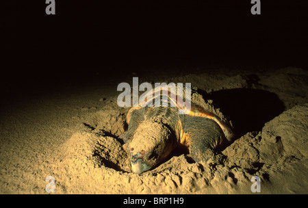 Loggerhead turtles nesting beaches Greater St Lucia Wetland St Lucia is part iSimangaliso Wetland Park World Heritage Site Stock Photo