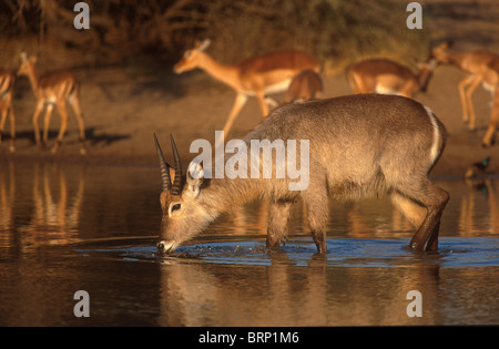 Waterbuck drinking at a waterhole with Impala herd in the background Stock Photo
