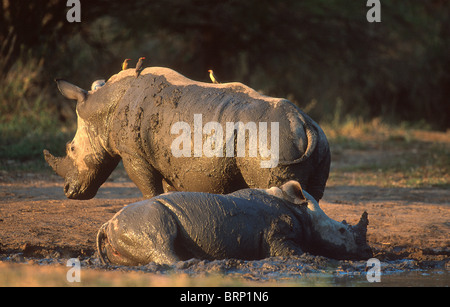 Two white rhinos at mud wallow, one with red billed oxpeckers on it's back Stock Photo