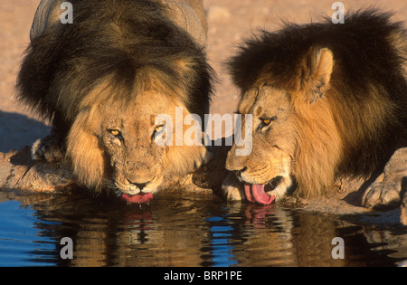 Two male black-maned lions drinking at a waterhole Stock Photo