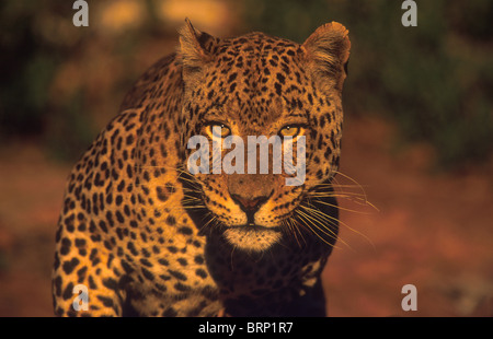 Portrait of a large male Leopard Stock Photo