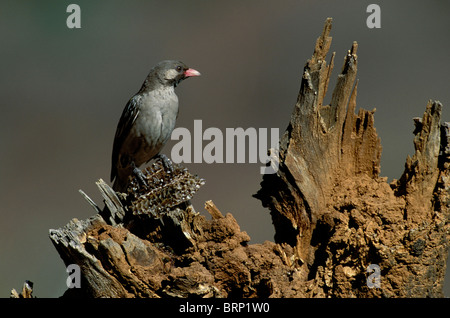 Greater honeyguide on the comb of African honeybees removed from a hive in a decaying stump Stock Photo