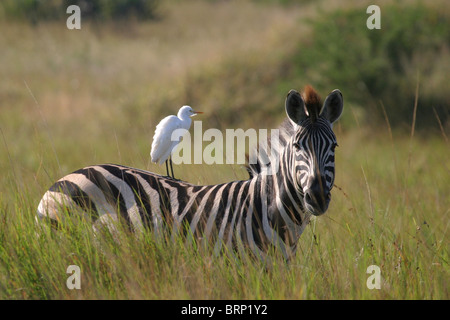 Zebra standing in long grass with its head turned and an egret perched on its back Stock Photo