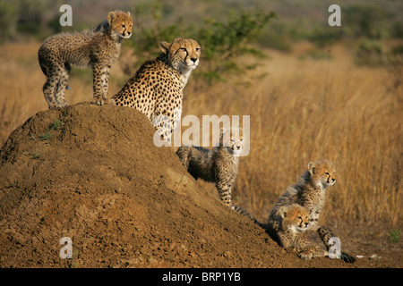 Cheetah mother and her four cubs sitting on an ant mound