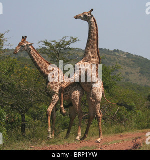Male giraffe mounting a female giraffe Stock Photo