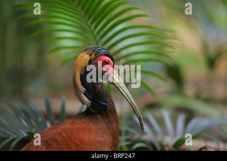 Madagascar Ibis with a palm frond in the background Stock Photo