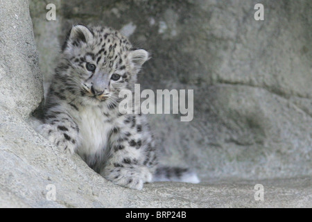Snow Leopard Cub by itself with its one paw raised against the side of a rock Stock Photo