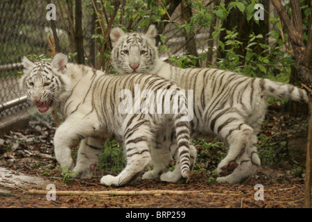 Two White Bengal Tiger cubs standing next to each other in a cage Stock Photo