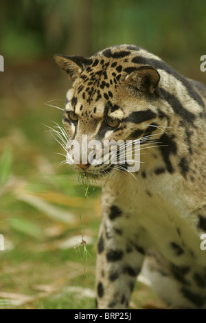 Clouded Leopard portrait Stock Photo