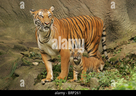 Malayan Tiger mother with her cub standing together on a rock Stock Photo
