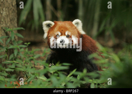 Red Panda on the floor of a forest Stock Photo
