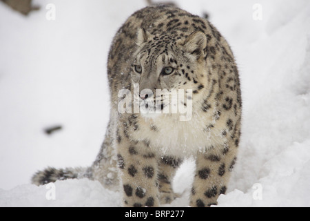 Snow Leopard standing in snow Stock Photo