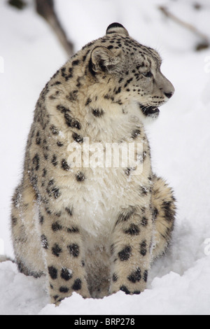 Snow Leopard sitting in snow with its head turned Stock Photo