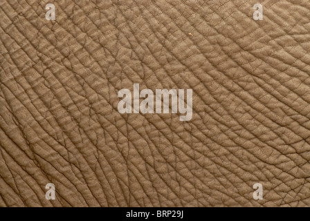 Close-up of skin of elephant bull Stock Photo