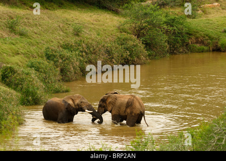 Pair of elephant bulls sparring in Great Fish River Stock Photo