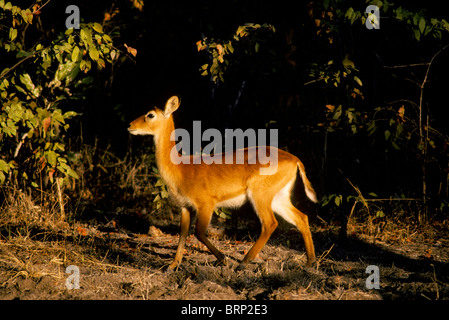 Female Puku (kobus yardonii) walking Stock Photo