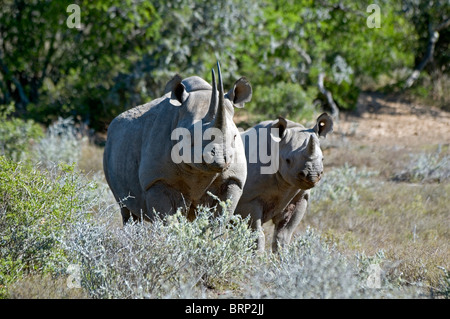 Black Rhino with calf (Diceros bicornis) Stock Photo