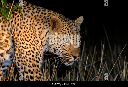 Leopard walking through dry grass at night