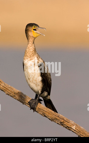 White-breasted Cormorant perched on a branch calling Stock Photo