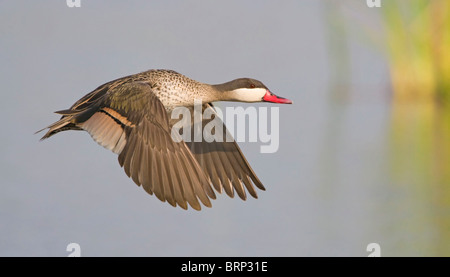 Red-billed Teal in flight Stock Photo