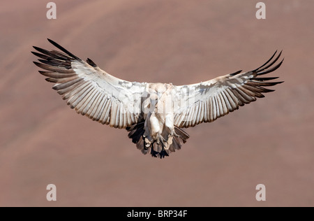 Cape Vulture in flight Stock Photo