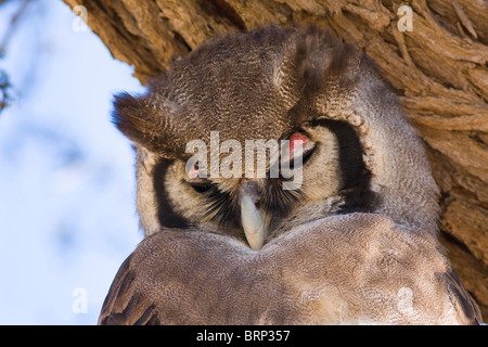 Verreaux's Eagle-Owl sleeping in a tree Stock Photo