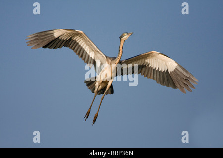 Black-headed heron in flight Stock Photo