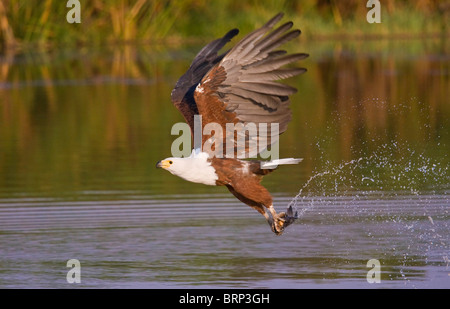 African fish eagle with wings high carrying a fish in its talons Stock Photo