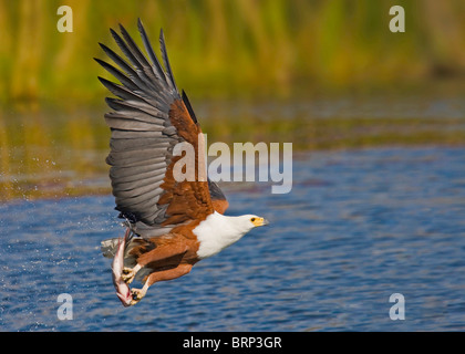 African fish eagle taking off from water with a large fish in its talons Stock Photo