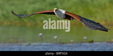 African fish eagle flying towards the camera with outstretching wings against a green background Stock Photo