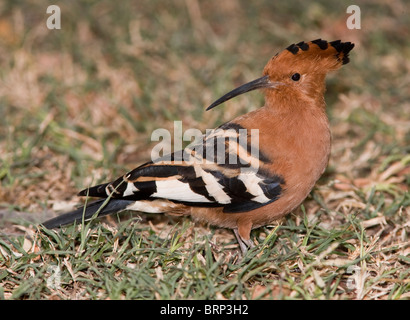 African hoopoe perched on grass Stock Photo