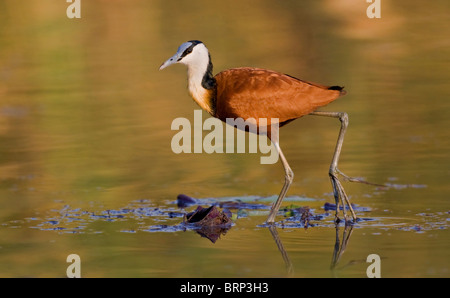 African jacana walking on a lily showing its long toes Stock Photo
