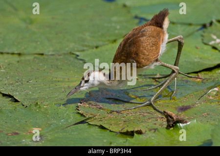 Juvenile African jacana walking on a bed of lilies showing its long toes Stock Photo