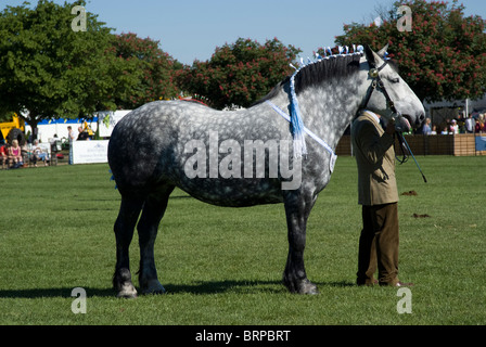 Percheron Horse standing waiting to be judged at the Suffolk Show 2010 Stock Photo