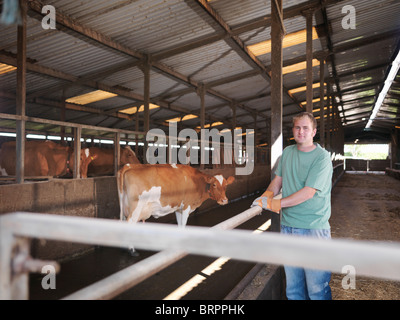 Farmer in milking parlor with cows