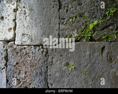 Stone Wall of Zakimi Castle, Okinawa, Japan Stock Photo