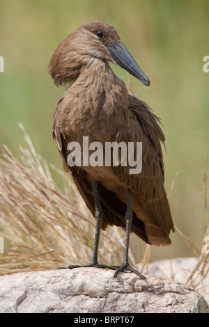 Hamerkop (Scopus umbretta), Hammerkop, Hammerkopf, Hammerhead, Hammerhead Stork, Umbrette, Umber Bird, Tufted Umber, Anvilhead Stock Photo