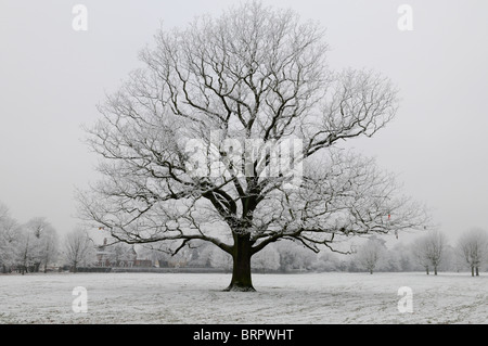 Old oak tree covered in a heavy frost set against a grey winter sky on Tettenhall village green, near Wolverhampton Stock Photo