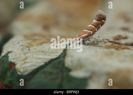 Horse Chestnut Leaf-miner (Cameraria ohridlella) adult moth sitting on Horse Chestnut leaf Stock Photo