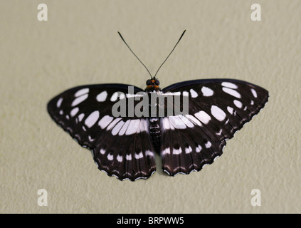 Common Sailor Butterfly, Neptis hylas, Nymphalidae, South and Southeast Asia Stock Photo
