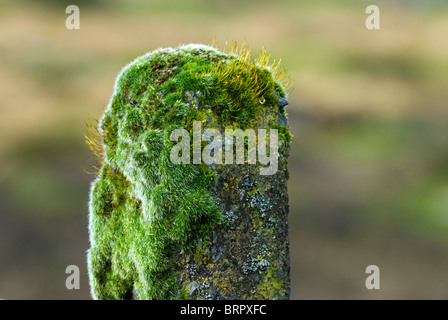 Moss growing on old concrete fence post on Dartmoor, Devon, UK Stock Photo